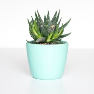 Desk Plant with Ceramic Pot